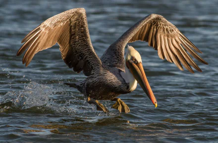 HD PC desktop wallpaper featuring a pelican spreading its wings and skimming over water, showcasing the grace and power of this animal in a natural setting.