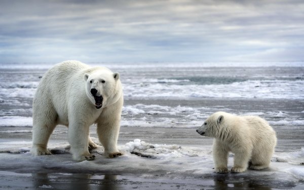 Animal Polar Bear Bears Cub Baby Animal HD Wallpaper | Background Image