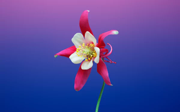 pink flower flower nature columbine HD Desktop Wallpaper | Background Image