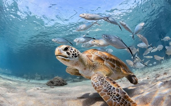 Animal Sea Turtle Turtles Underwater Fish Sea Life HD Wallpaper | Background Image