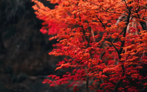 Vivid red and orange fall foliage captured in stunning 4K Ultra HD, creating a rich, immersive nature scene for a PC desktop wallpaper.