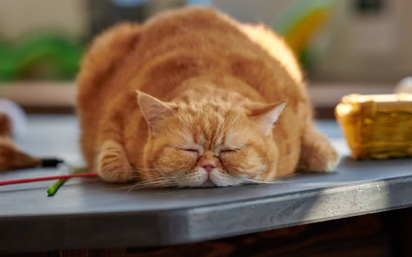 A ginger cat peacefully sleeping on a tabletop, captured in sharp 4K Ultra HD quality for a PC desktop wallpaper.