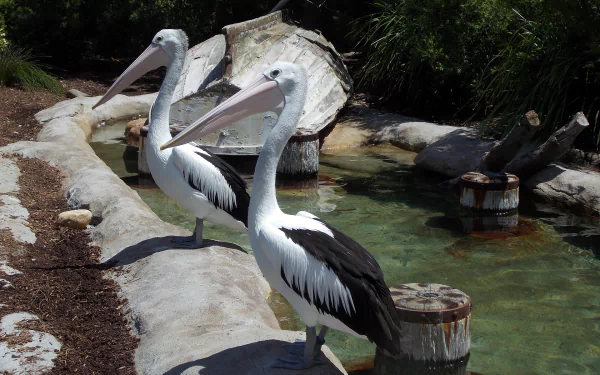 HD zoo wallpaper featuring two pelicans standing by a water pool surrounded by natural elements and greenery, showcasing these striking birds in their animal habitat.