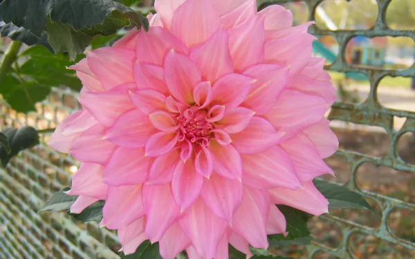 nature dahlia HD Desktop Wallpaper | Background Image