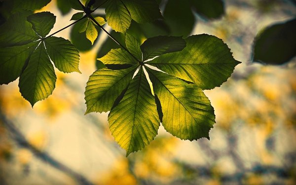 Nature Leaf HD Wallpaper | Background Image