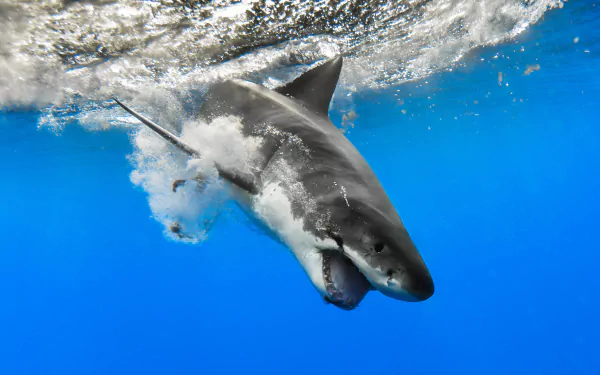 A great white shark swimming underwater with bubbles near the surface, captured in high detail as a 4K Ultra HD PC desktop wallpaper.