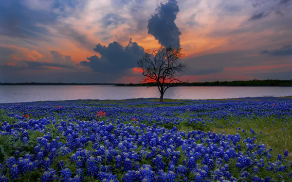 HD desktop wallpaper of a vibrant field of Texas bluebonnets under dramatic clouds at sunset, with a lone tree silhouetted by a calm body of water.