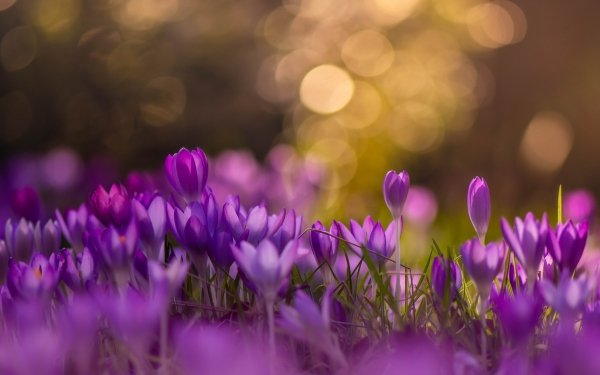 Earth Crocus Flowers Nature Bokeh Spring Flower Purple Flower HD Wallpaper | Background Image