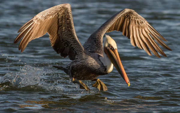 HD PC desktop wallpaper featuring a pelican spreading its wings and skimming over water, showcasing the grace and power of this animal in a natural setting.