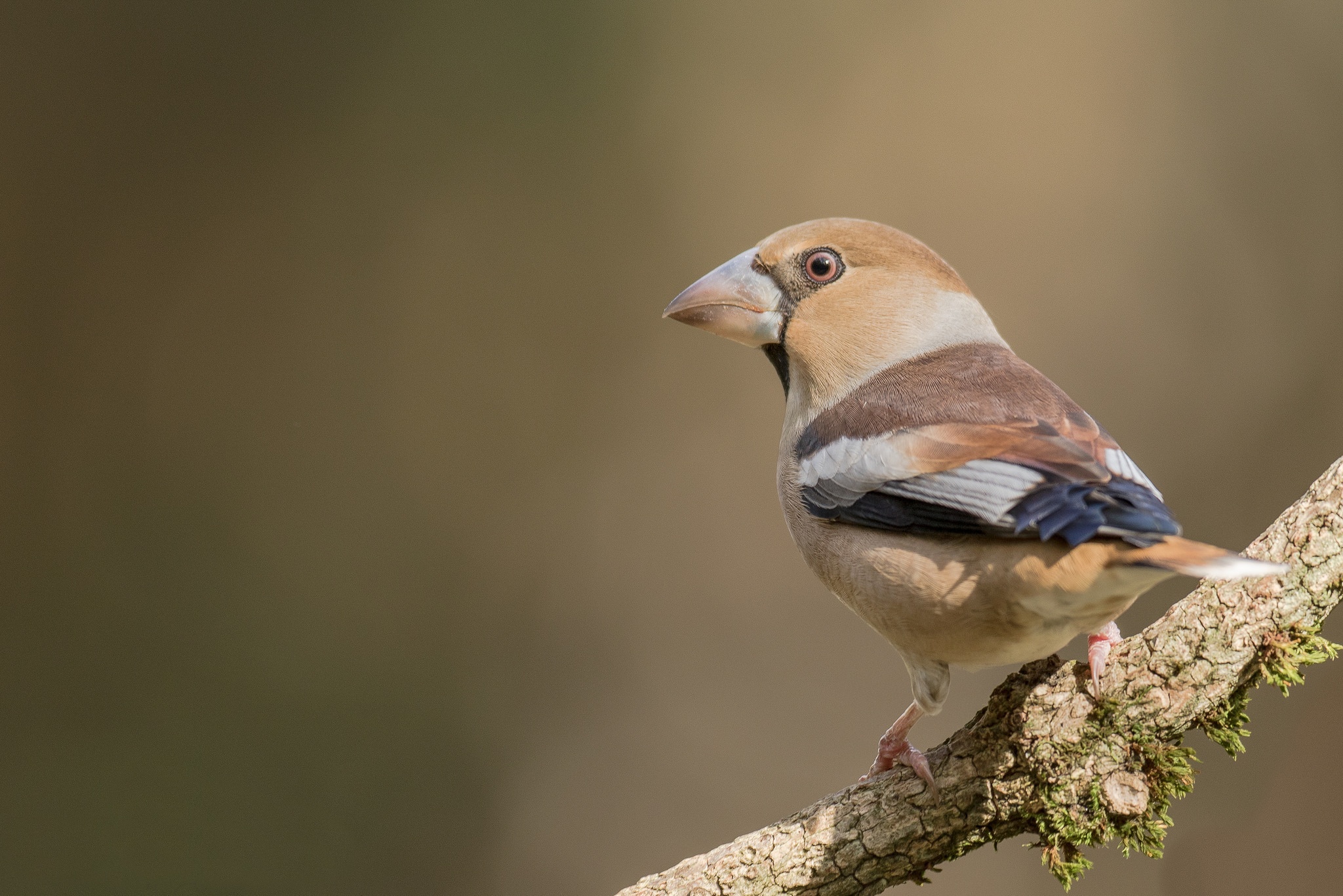 Animal Hawfinch HD Wallpaper | Background Image