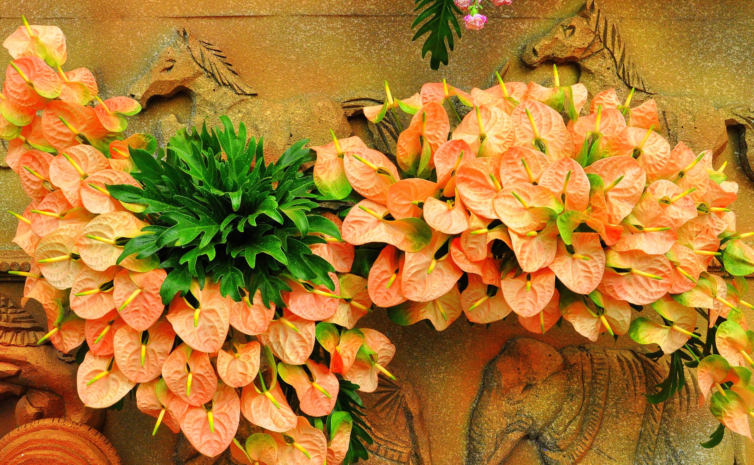 Nature Anthurium HD Wallpaper | Background Image