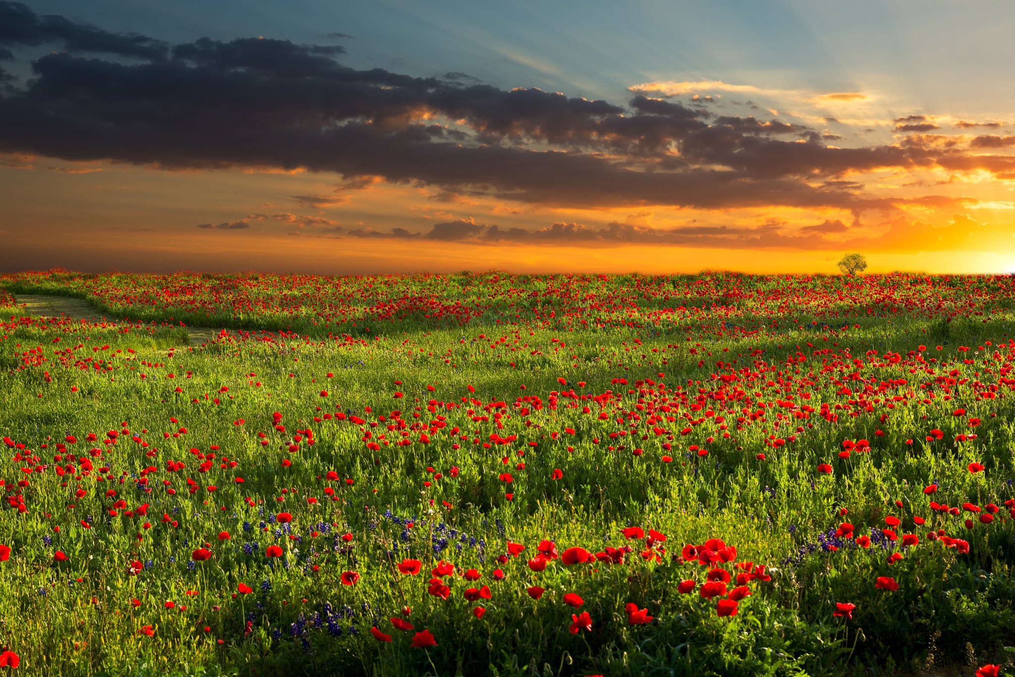 Download Red Flower Meadow Flower Sunset Sky Summer Field Nature Poppy ...