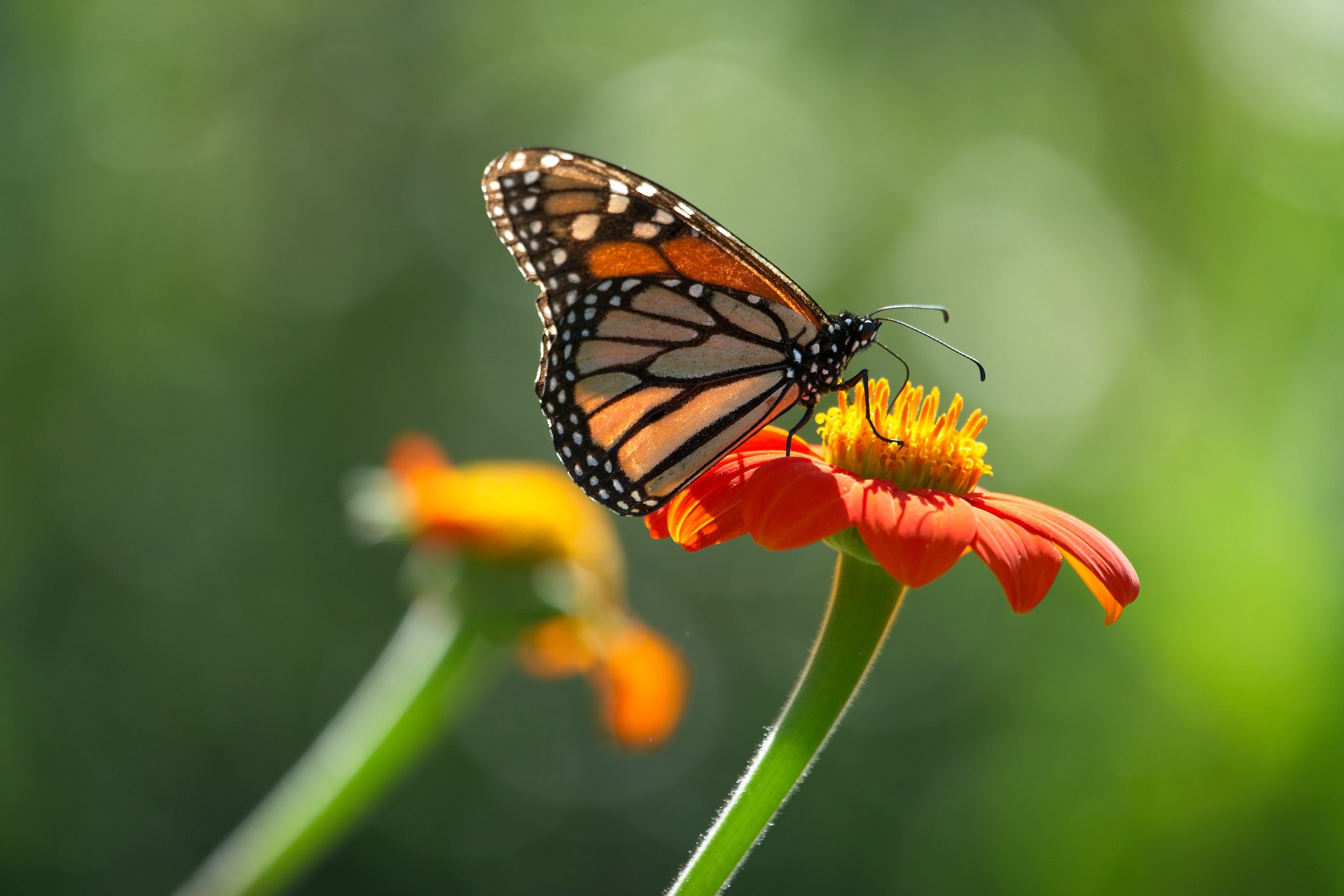 Download Macro Flower Animal Butterfly HD Wallpaper