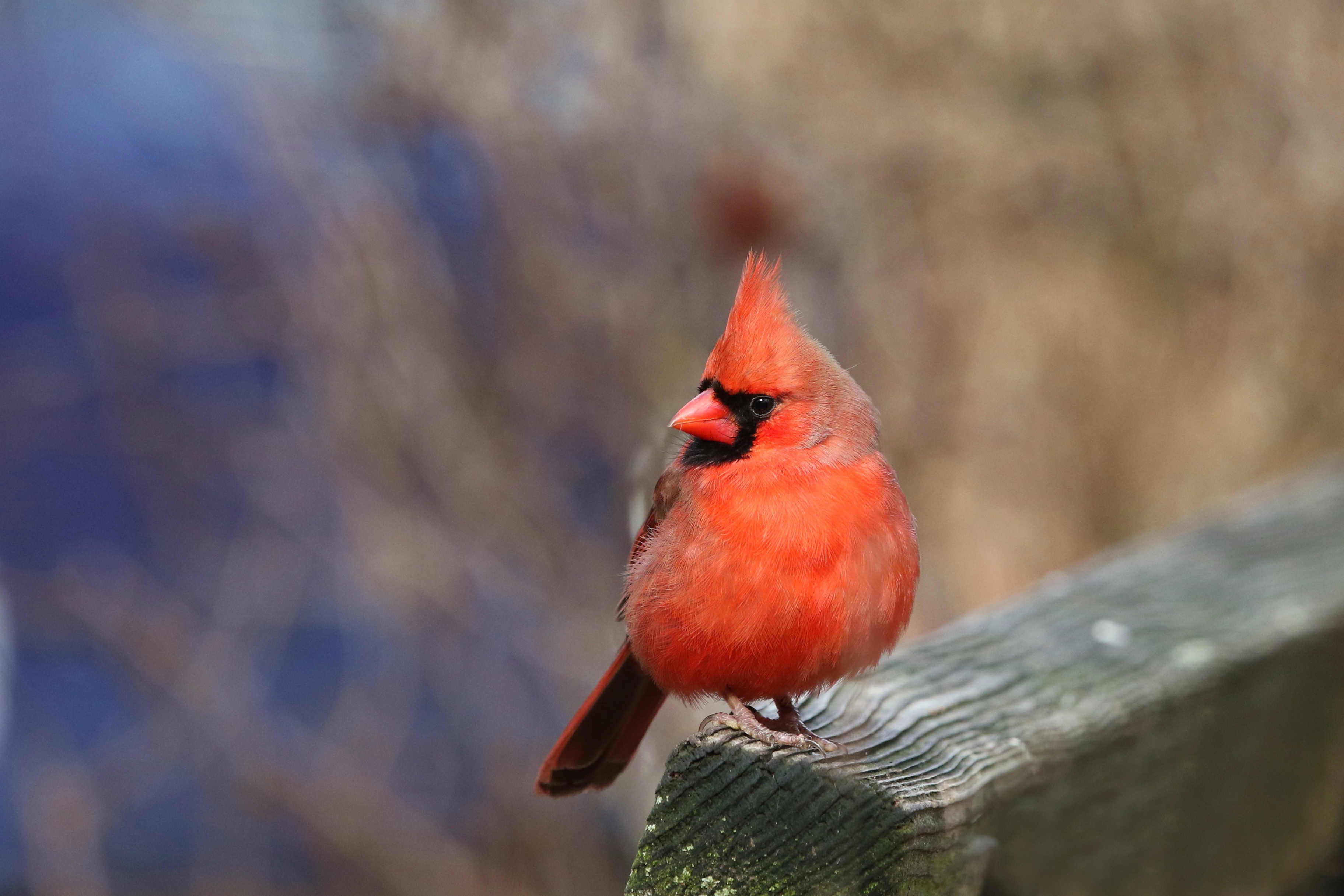 Download Bird Cardinal Animal Northern Cardinal HD Wallpaper