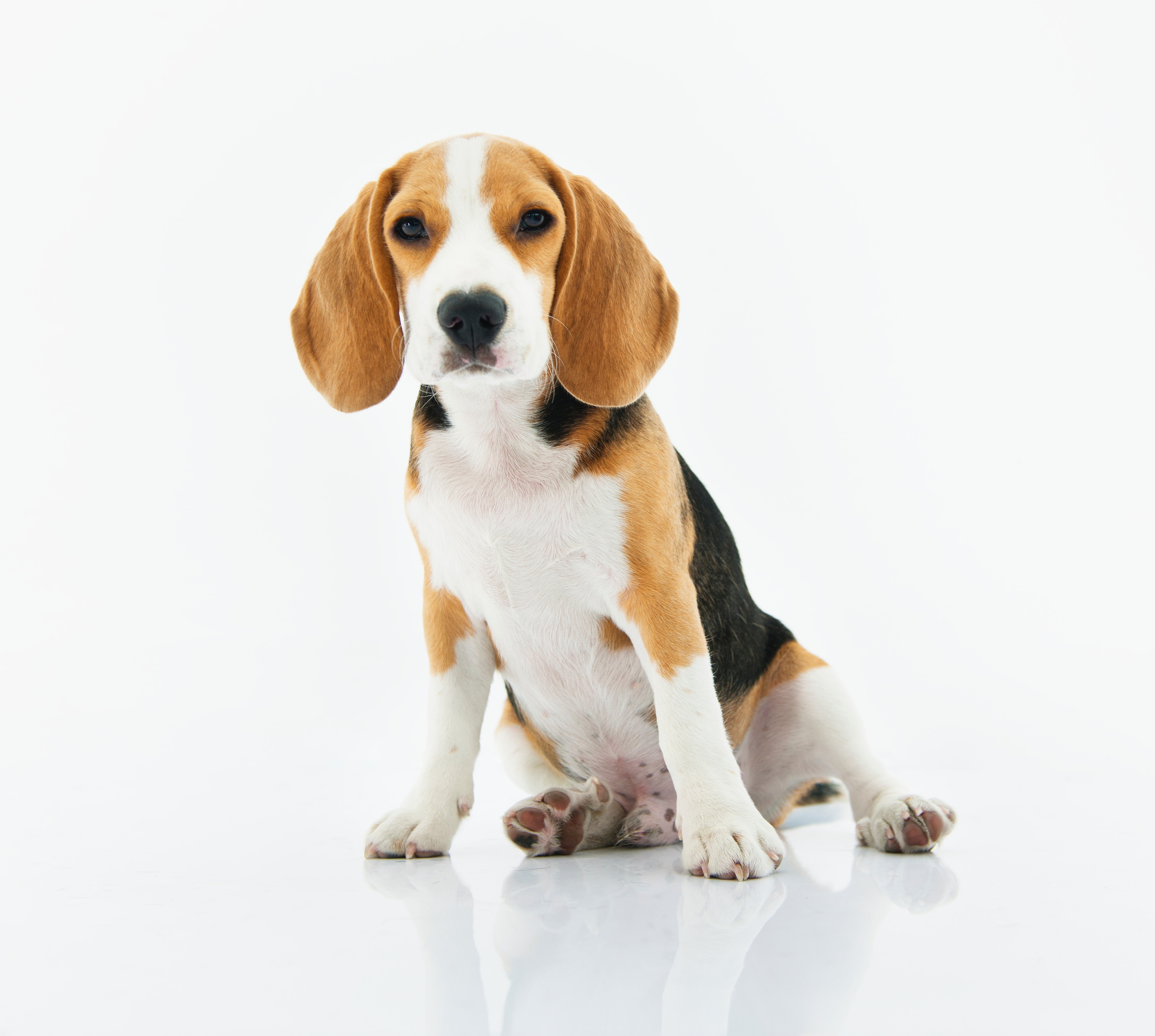 20+ 4K Beagle Wallpapers | Background Images