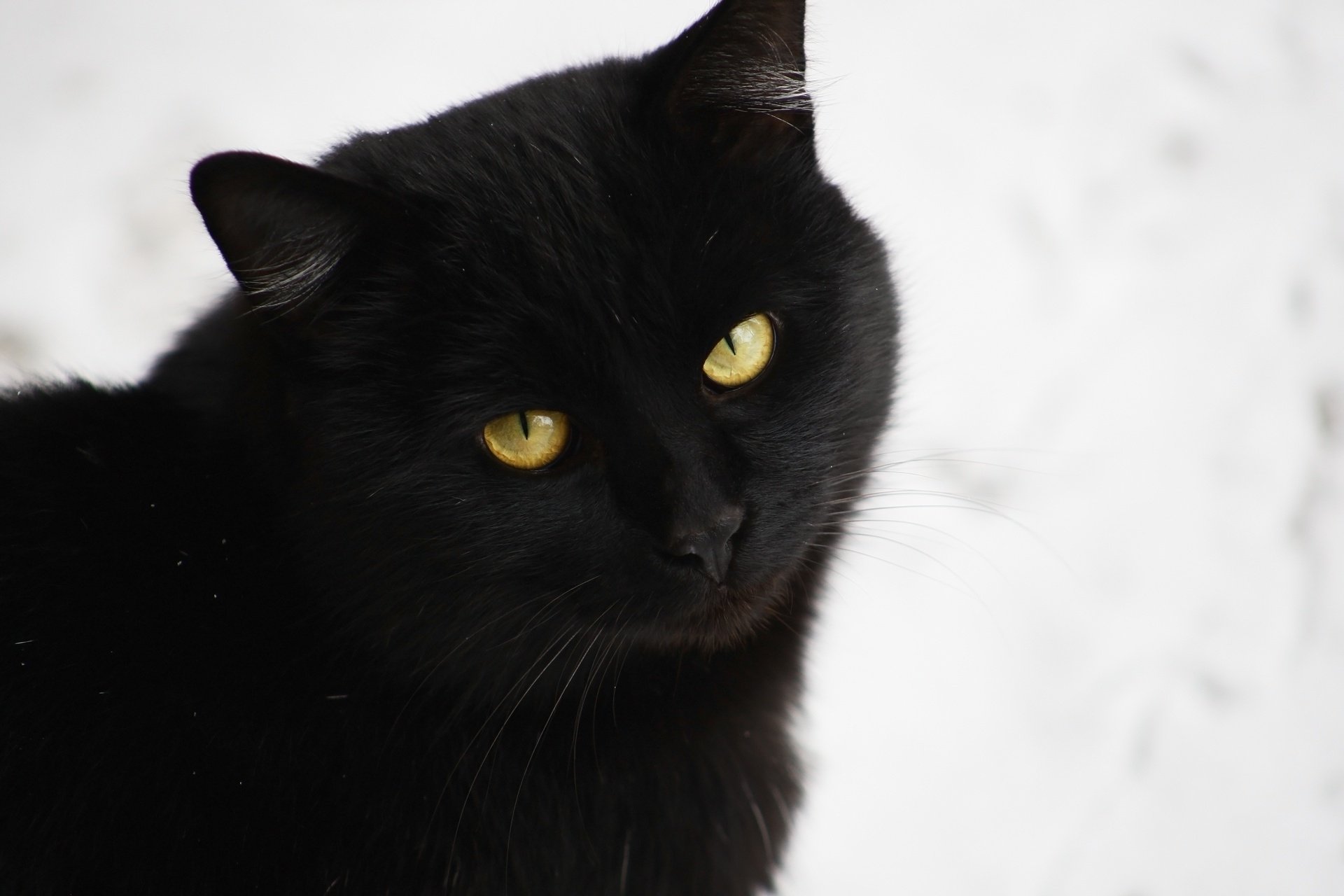 HD desktop wallpaper featuring a close-up of a black cat with striking yellow eyes against a soft, blurred white background.