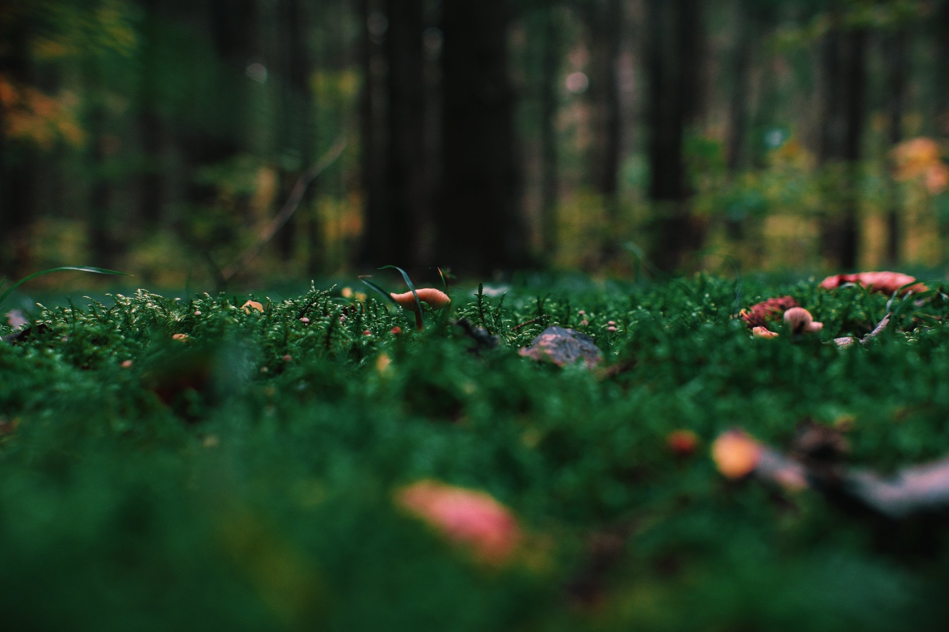 Download Macro Depth Of Field Moss Nature Food Mushroom 4k Ultra HD Wallpaper