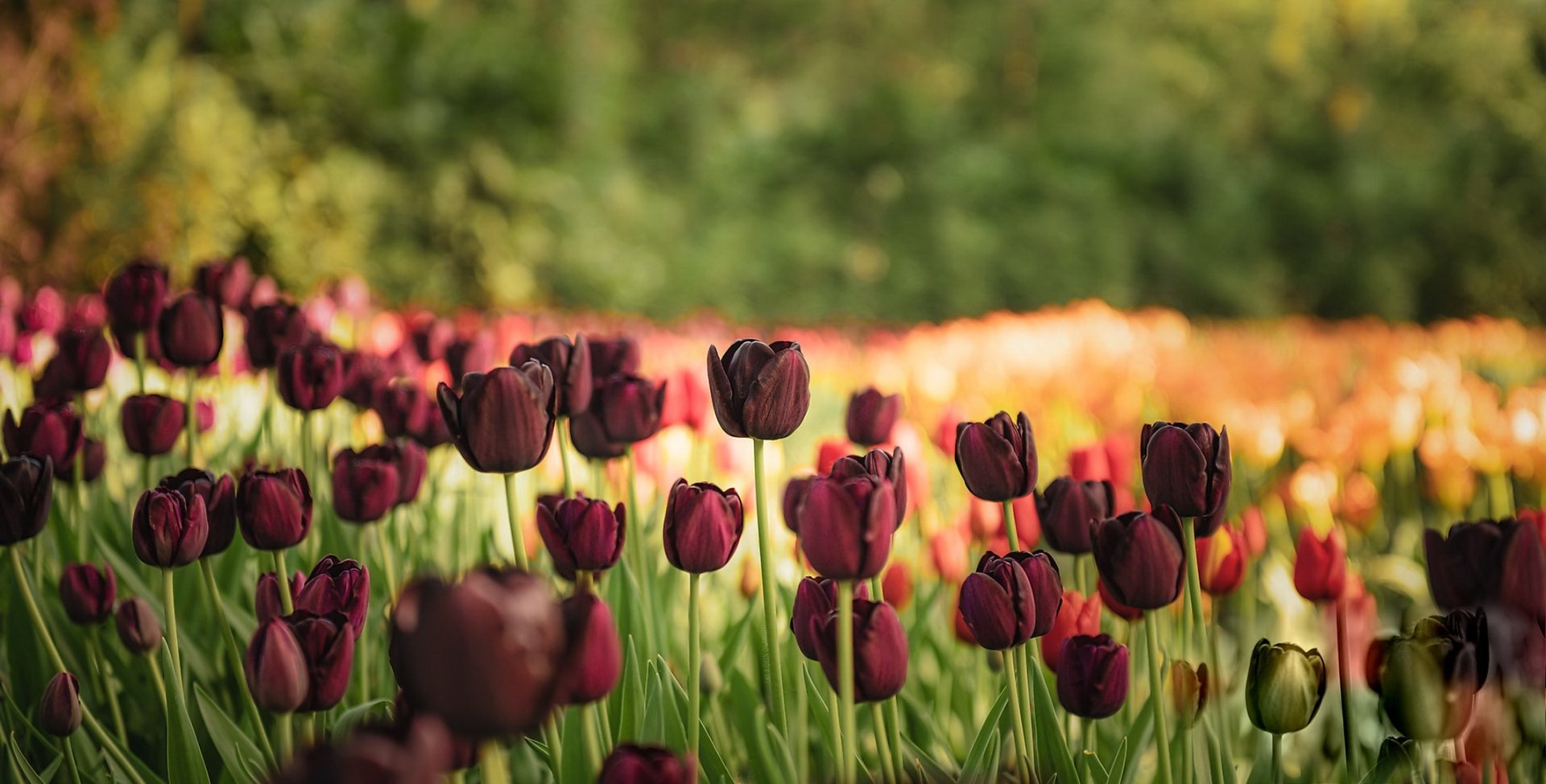 Download Depth Of Field Red Flower Nature Tulip Flower HD Wallpaper ...