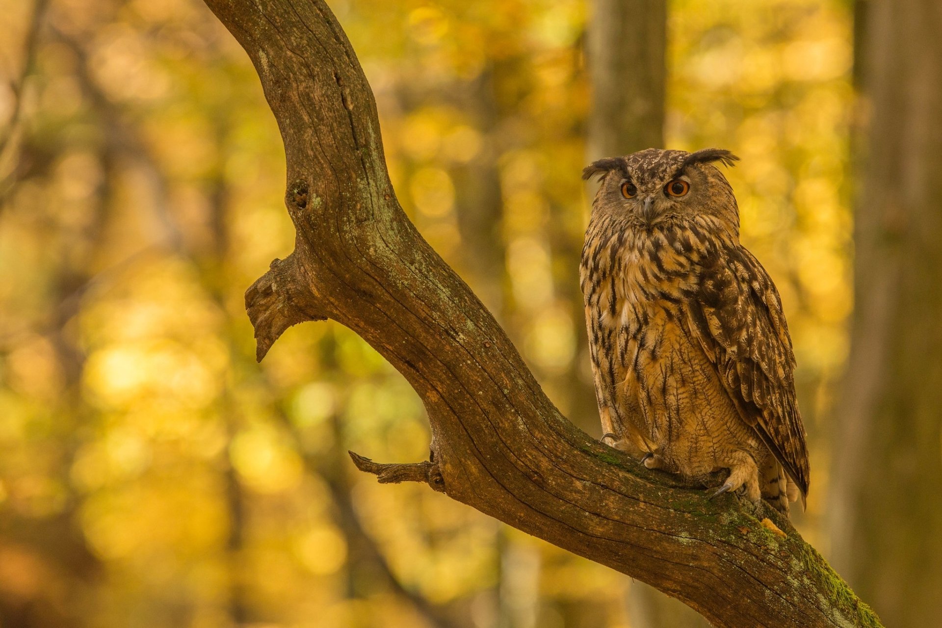Download Bird Owl Animal Great Horned Owl HD Wallpaper