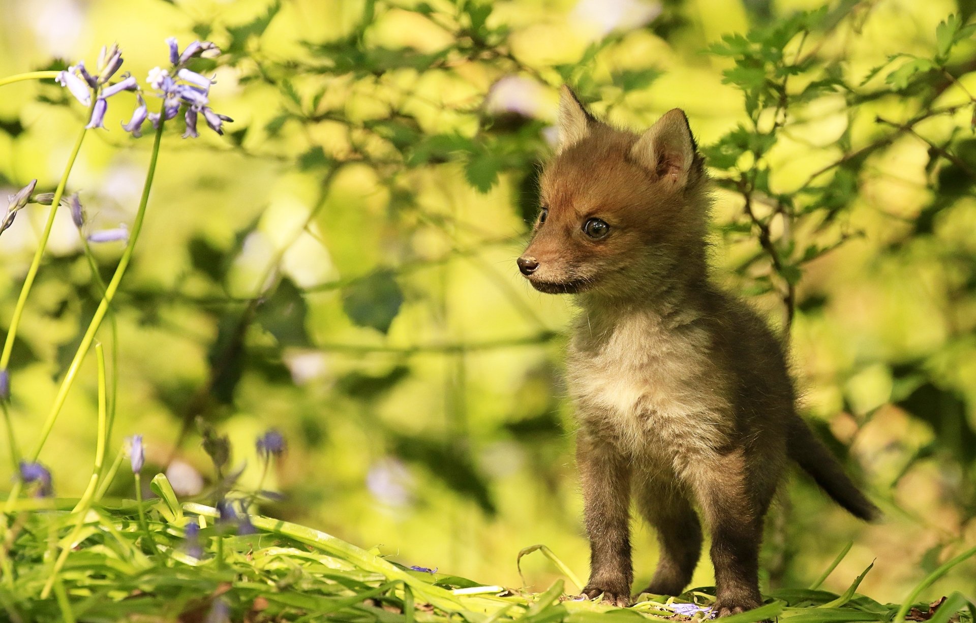 Download Cub Baby Animal Animal Fox HD Wallpaper