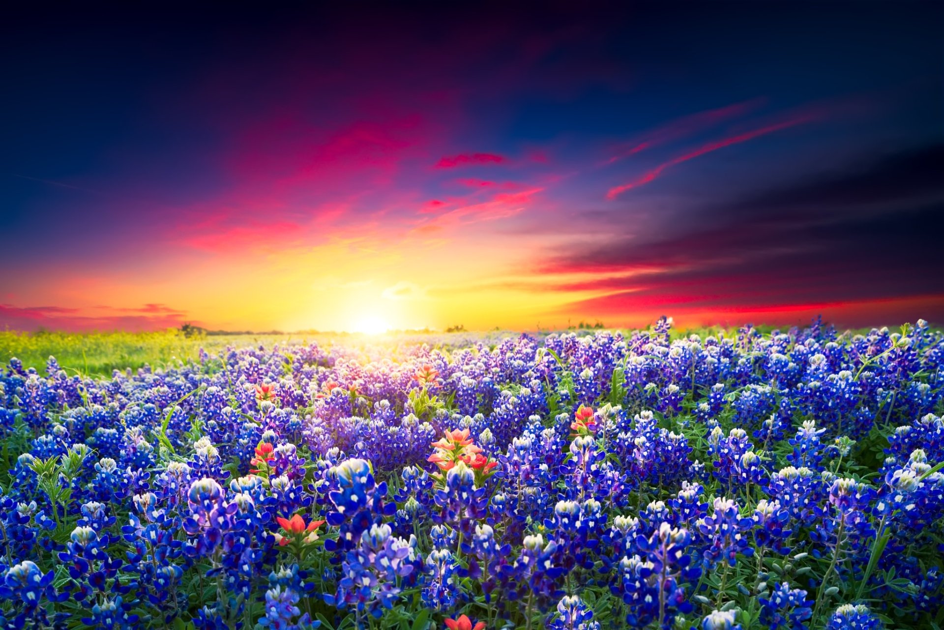 Download Meadow Flower Sunset Sky Summer Field Nature Lupine HD Wallpaper