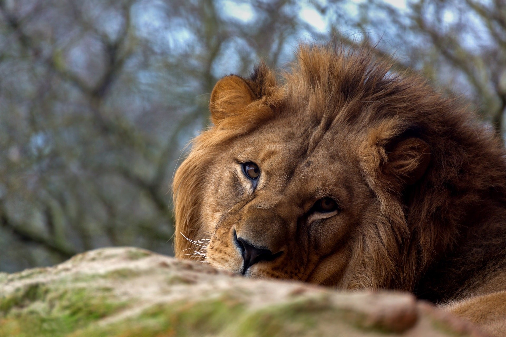 Download Stare Animal Lion HD Wallpaper