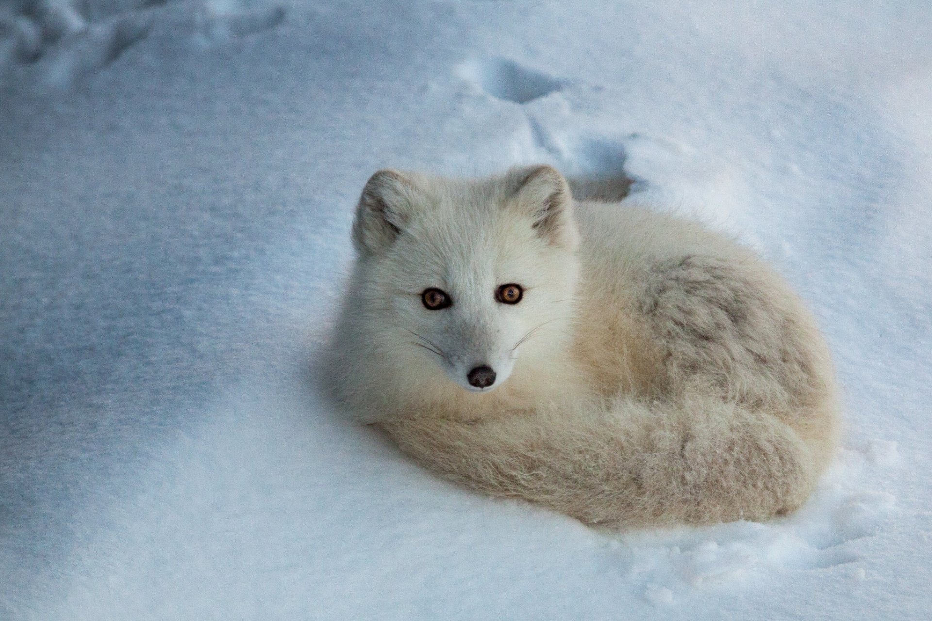 HD desktop wallpaper of an arctic fox curled up in soft snow, showcasing its white fur and alert eyes against a serene snowy background.