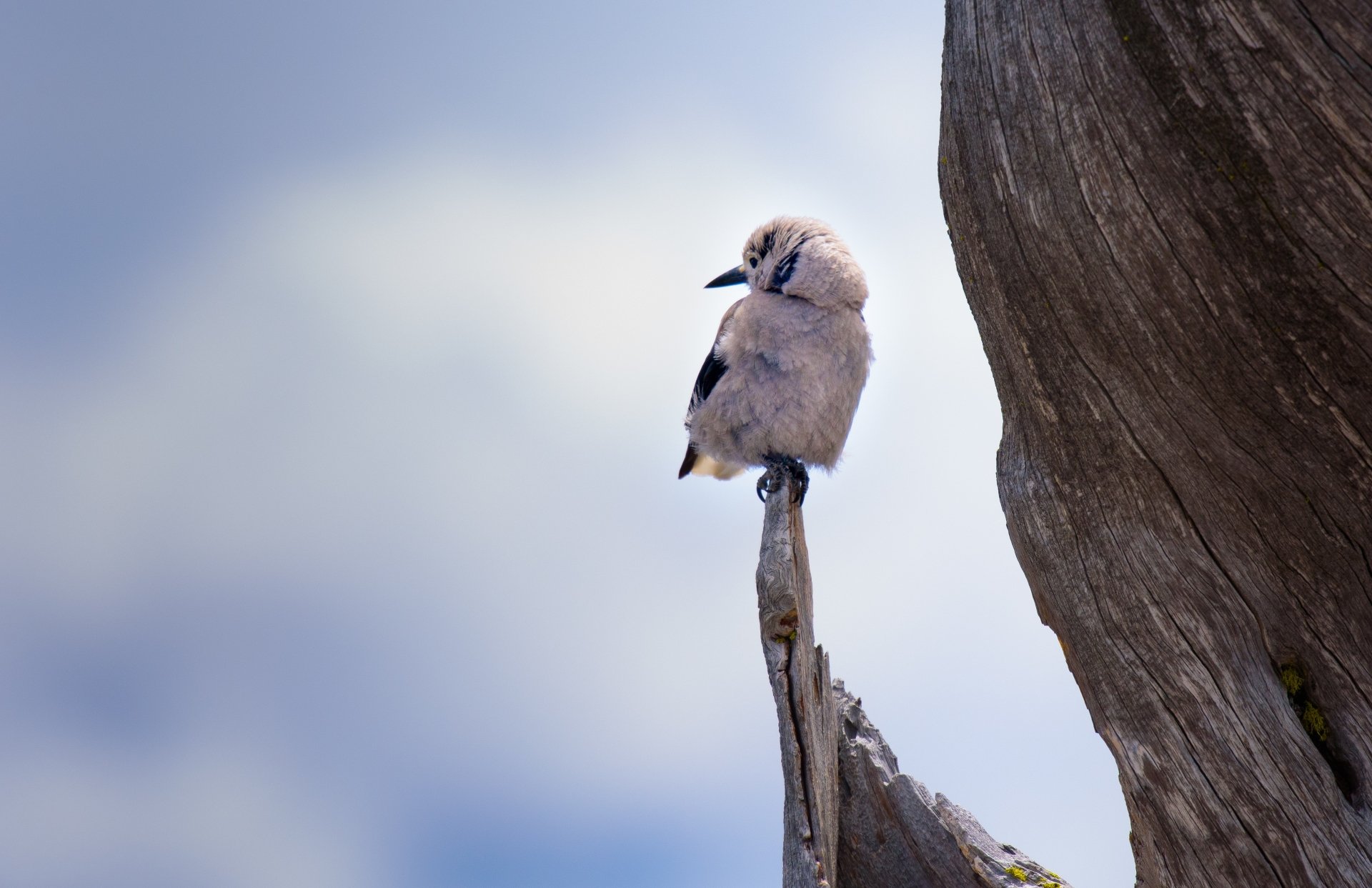 4K Ultra HD PC desktop wallpaper and background: a small fluffy bird (animal, bird) perched on a weathered tree stump against a soft cloudy sky.