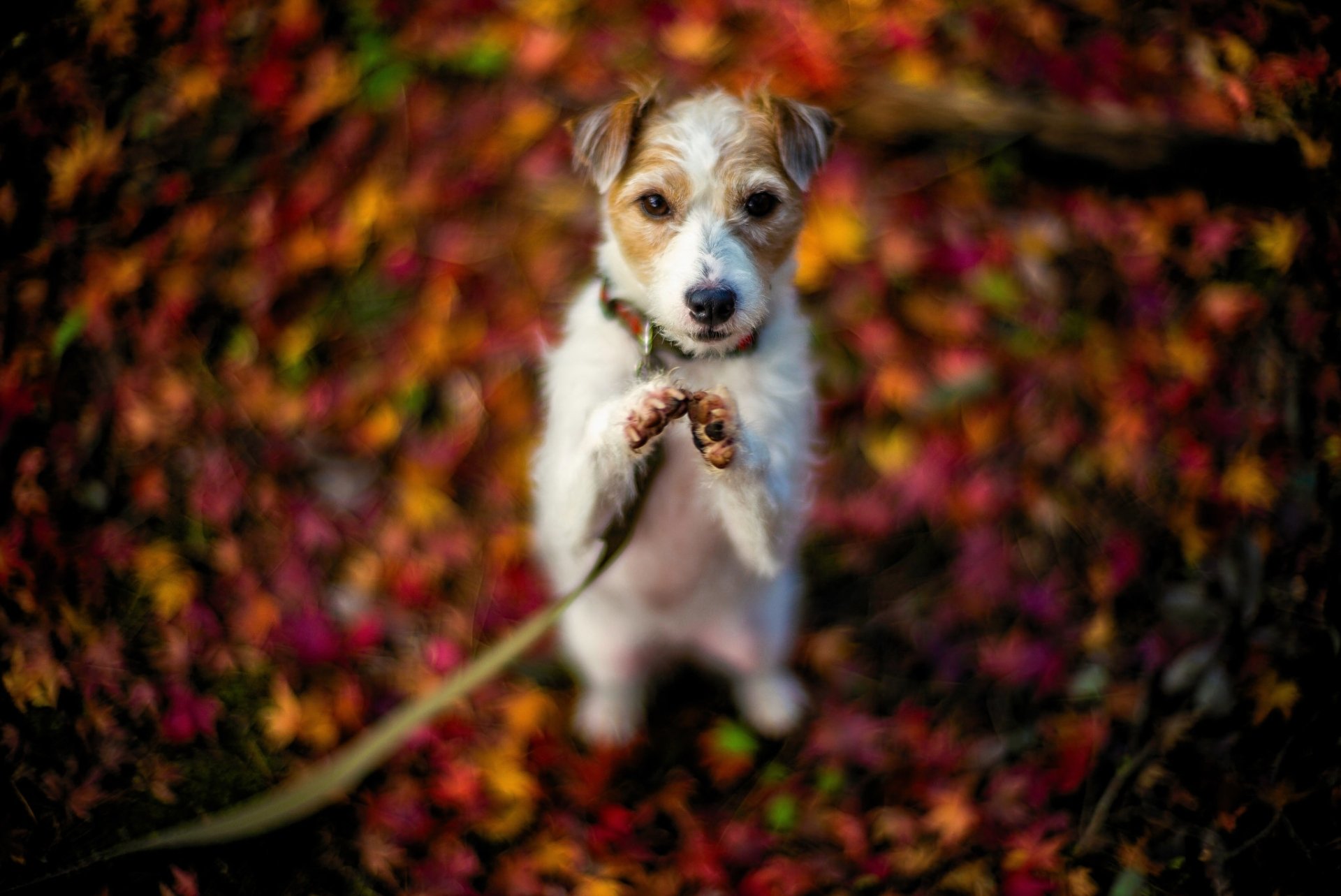 HD desktop wallpaper featuring a baby terrier puppy standing on autumn leaves, captured in sharp detail with a vibrant, colorful background.