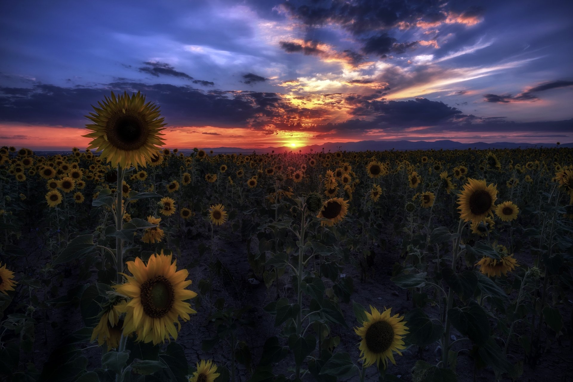 2560x1709 Sunflower Wallpaper Background Image. 