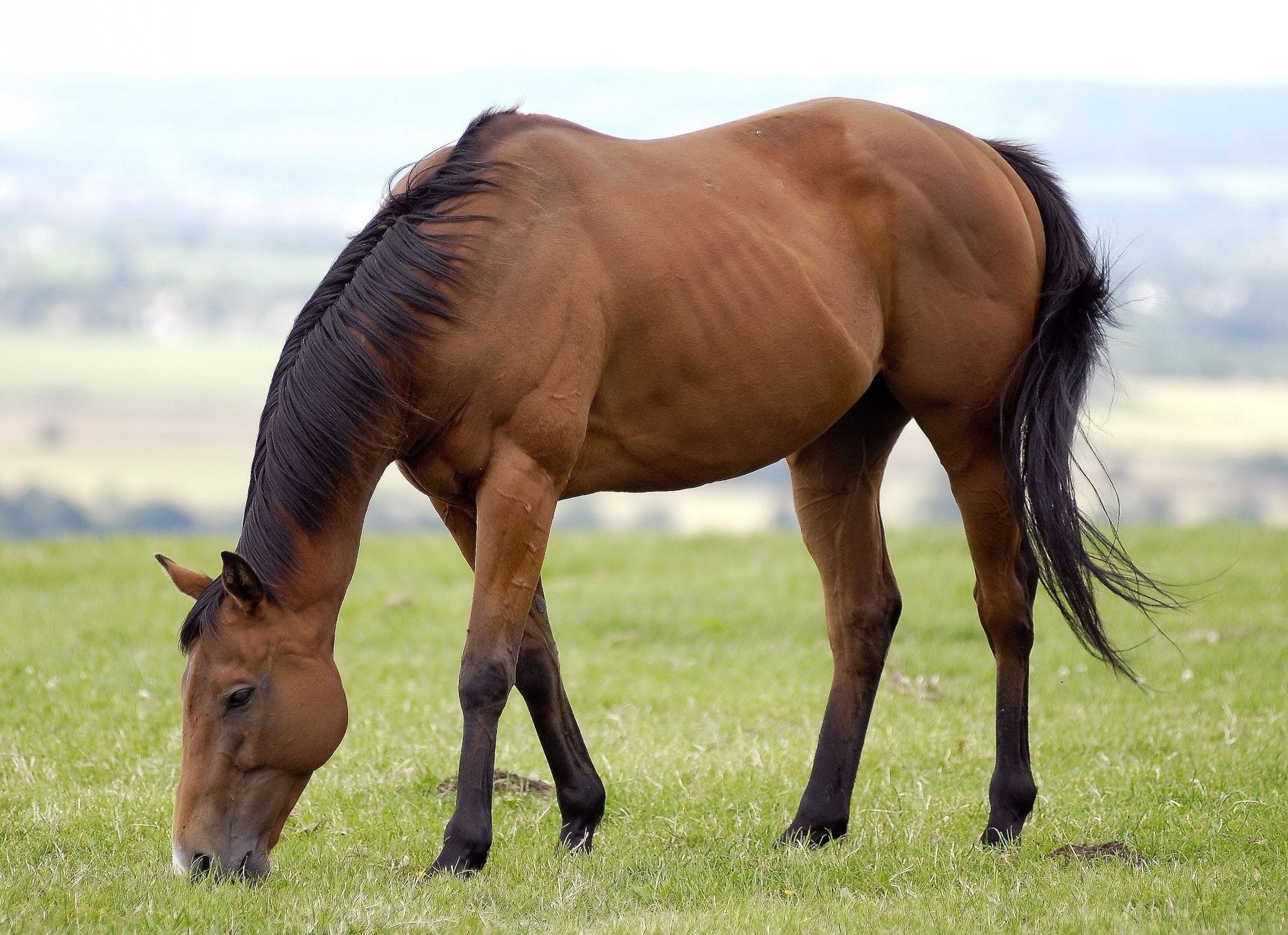 download-animal-horse-hd-wallpaper-1920x1394-wallpaper-abyss