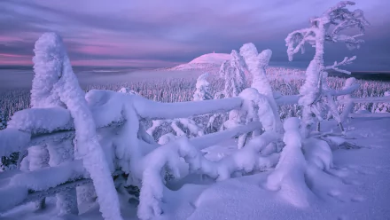 Snow-laden wooden fence and frosted trees in a Finnish winter landscape at dusk — HD desktop wallpaper.