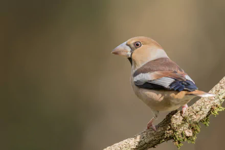 passerine bird Animal Hawfinch HD Desktop Wallpaper | Background Image