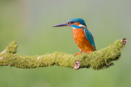 HD desktop wallpaper featuring a vibrant kingfisher perched on a mossy branch with a blurred green background. The bird's striking blue and orange plumage adds a pop of color to the serene natural setting.