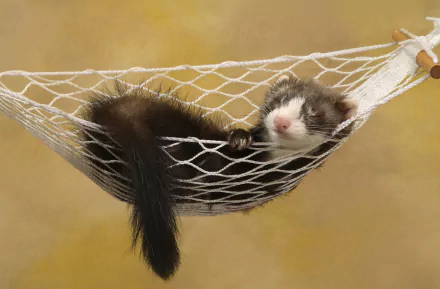 A sleeping ferret resting peacefully in a hammock, captured in high-definition as a PC desktop wallpaper and background.