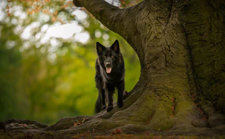 HD desktop wallpaper showing a black German Shepherd standing alert by the large roots of an old tree in a lush, green forest setting.