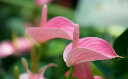 HD PC desktop wallpaper and background: close-up of pink anthurium flowers against a soft green bokeh, nature-themed.