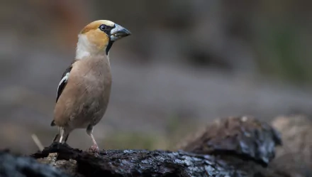 bird Animal Hawfinch HD Desktop Wallpaper | Background Image
