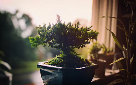 plant nature bonsai HD Desktop Wallpaper | Background Image