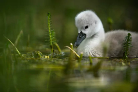 cygnet baby animal bird Animal swan HD Desktop Wallpaper | Background Image