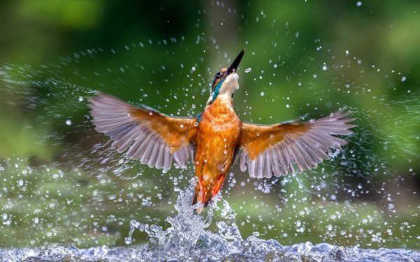 Animal Kingfisher Birds Kingfishers Bird Splash HD Wallpaper | Background Image