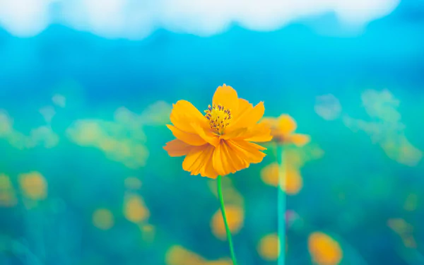 Close-up of a vibrant yellow flower against a soft blue-green blurred background, captured in stunning 4K Ultra HD for a nature-inspired PC desktop wallpaper.