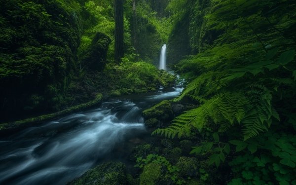 Nature Waterfall Waterfalls Stream Greenery HD Wallpaper | Background Image