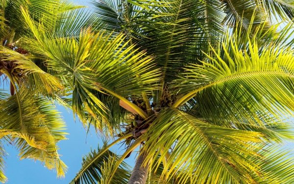 Earth Palm Tree Tree HD Wallpaper | Background Image