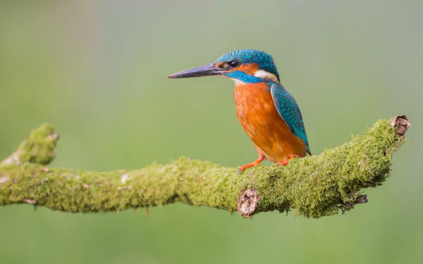 HD desktop wallpaper featuring a vibrant kingfisher perched on a mossy branch with a blurred green background. The bird's striking blue and orange plumage adds a pop of color to the serene natural setting.
