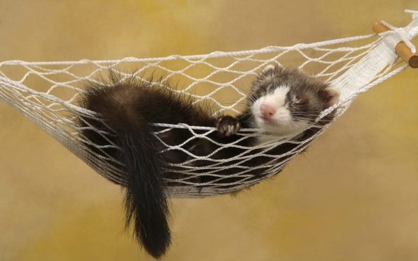 Animal Ferret Sleeping HD Wallpaper | Background Image