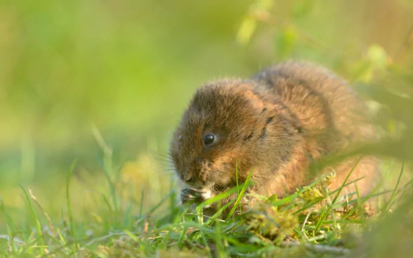 vole Animal rodent HD Desktop Wallpaper | Background Image