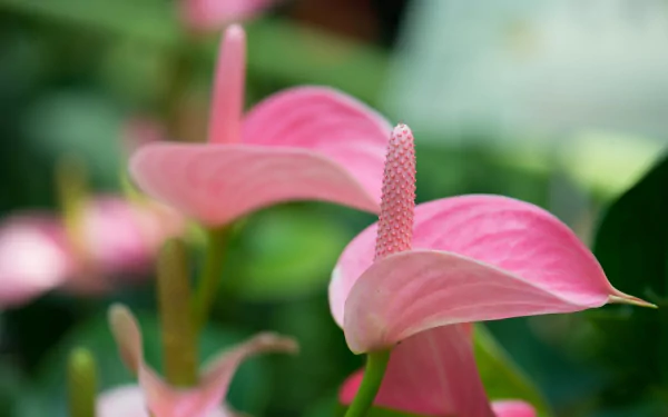 nature anthurium HD Desktop Wallpaper | Background Image