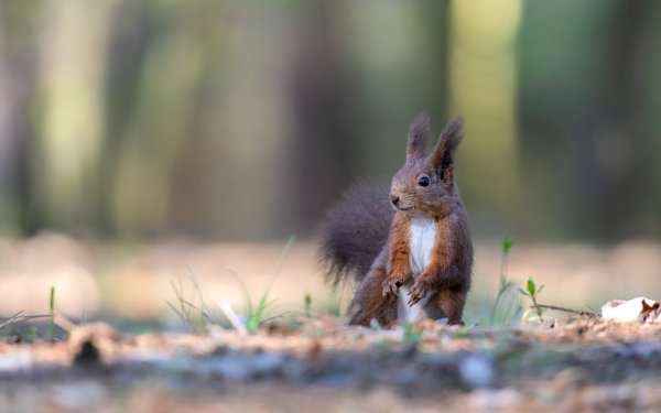 Animal Squirrel Rodent Depth Of Field HD Wallpaper | Background Image