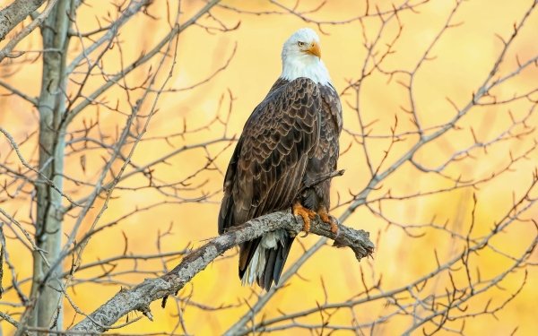 Animal Bald Eagle Birds Eagles Eagle Bird Of Prey HD Wallpaper | Background Image